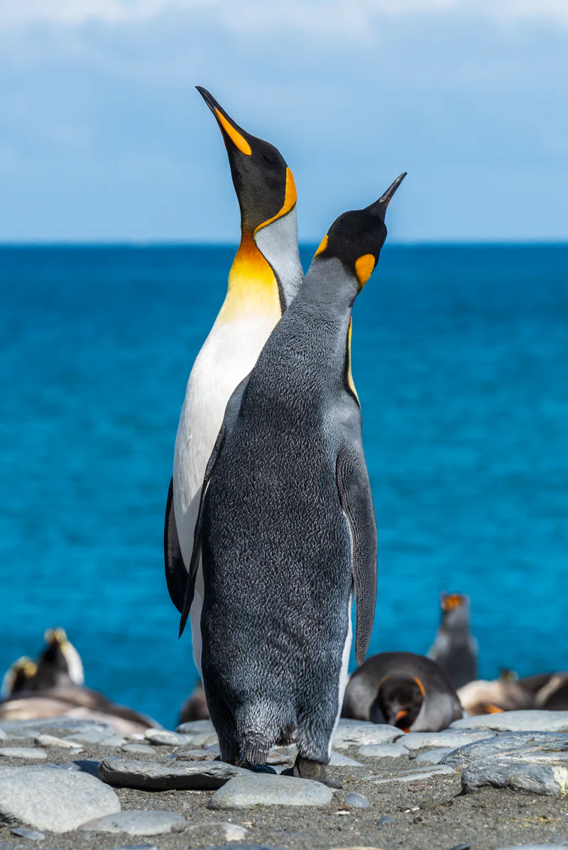 How does a penguin build its house?