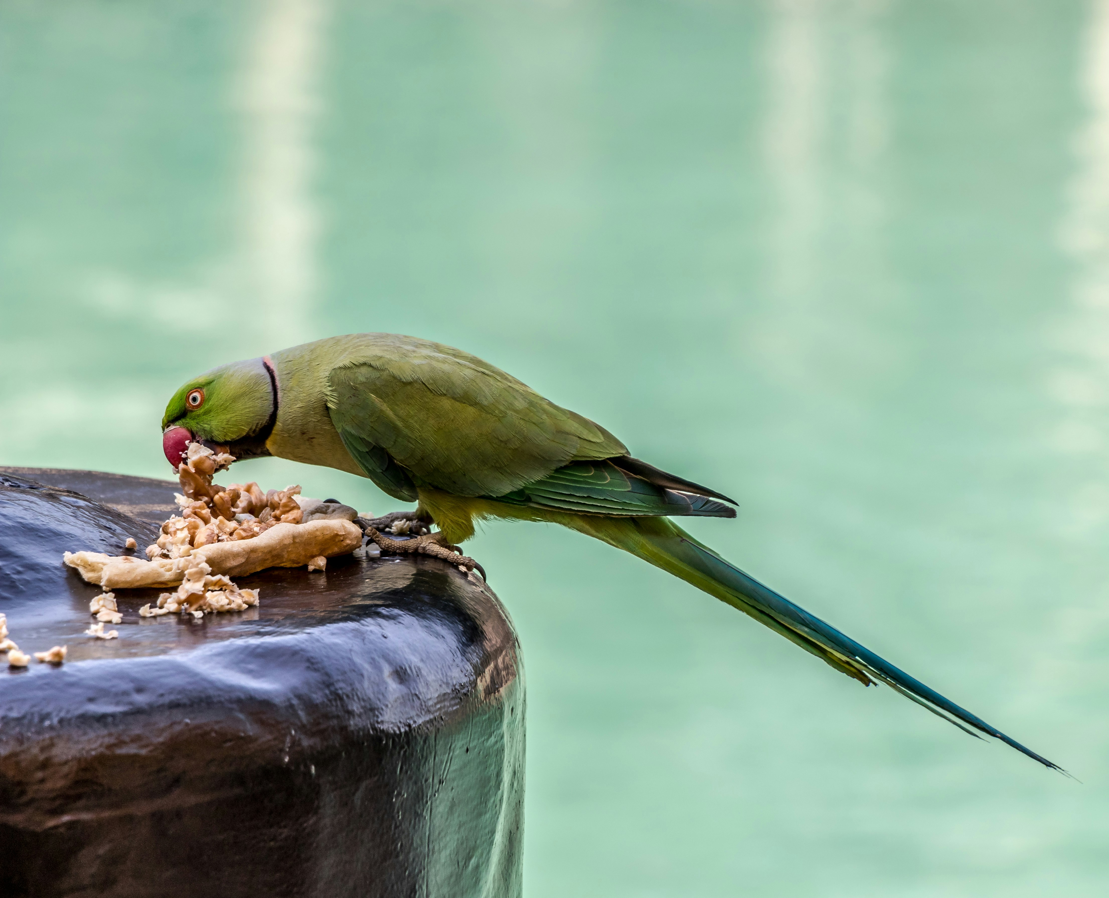 green parrot standing on brown stone eating