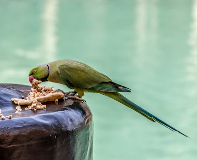 green parrot standing on brown stone eating