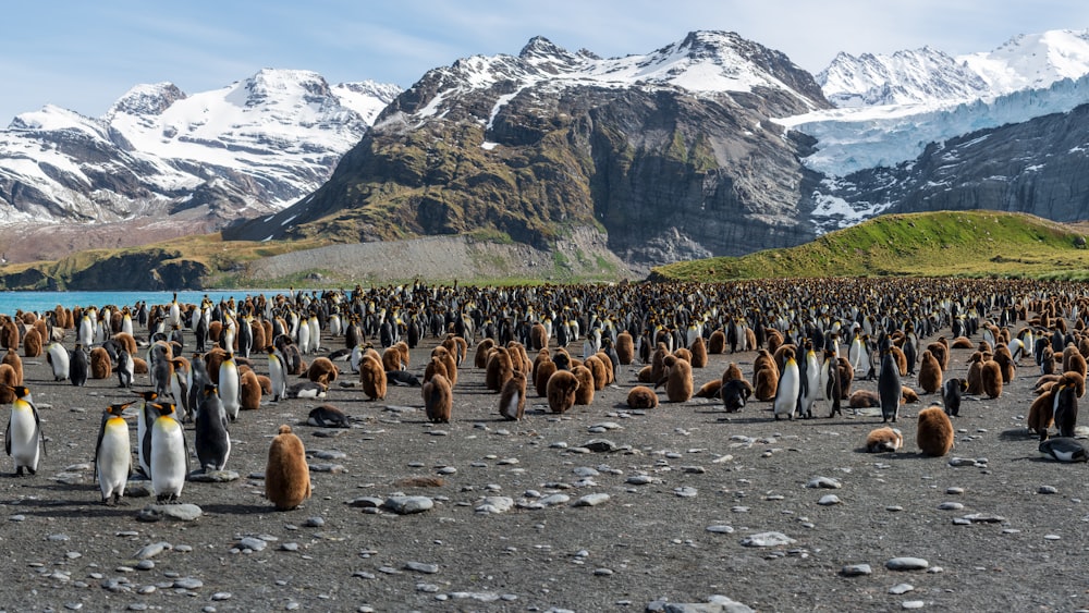 grupo de pingüinos