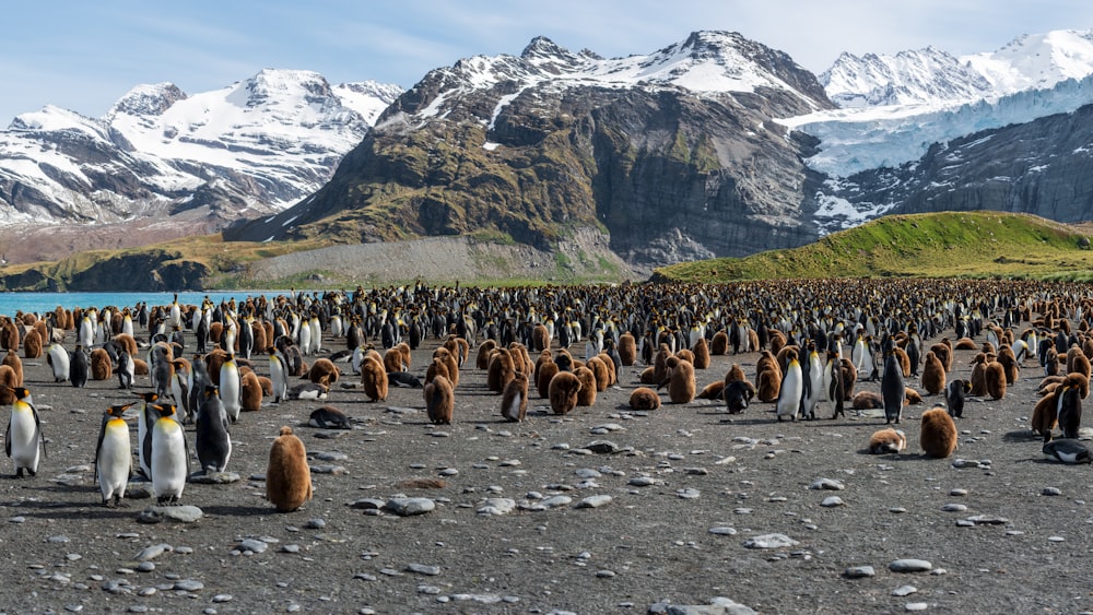 Groupe de pingouins