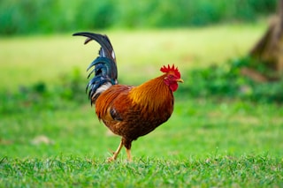 brown rooster on grass field