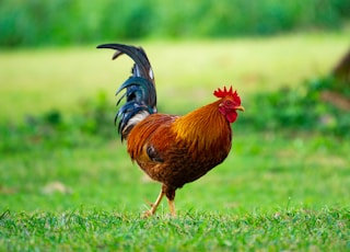 brown rooster on grass field