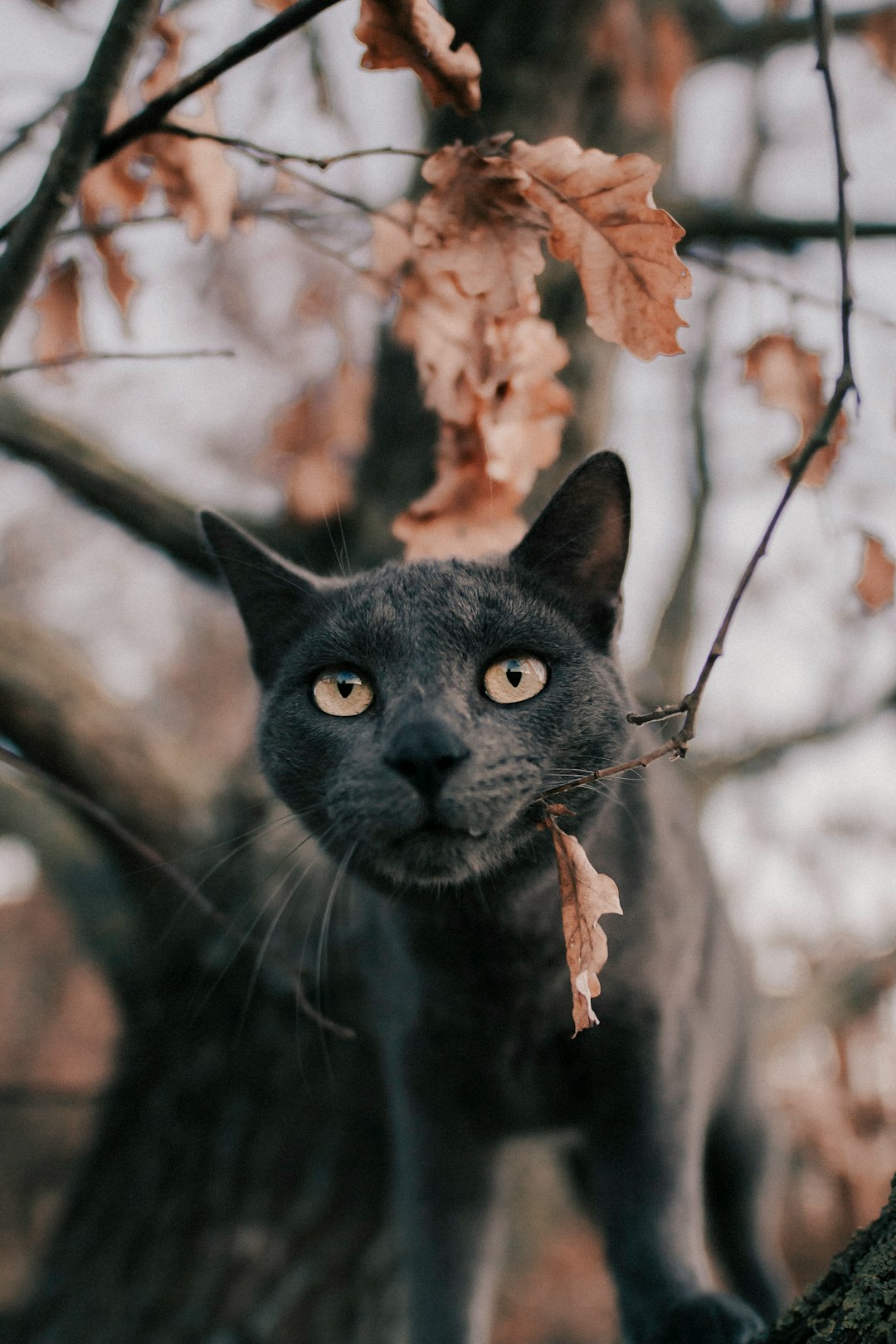 Russian blue cat under tree