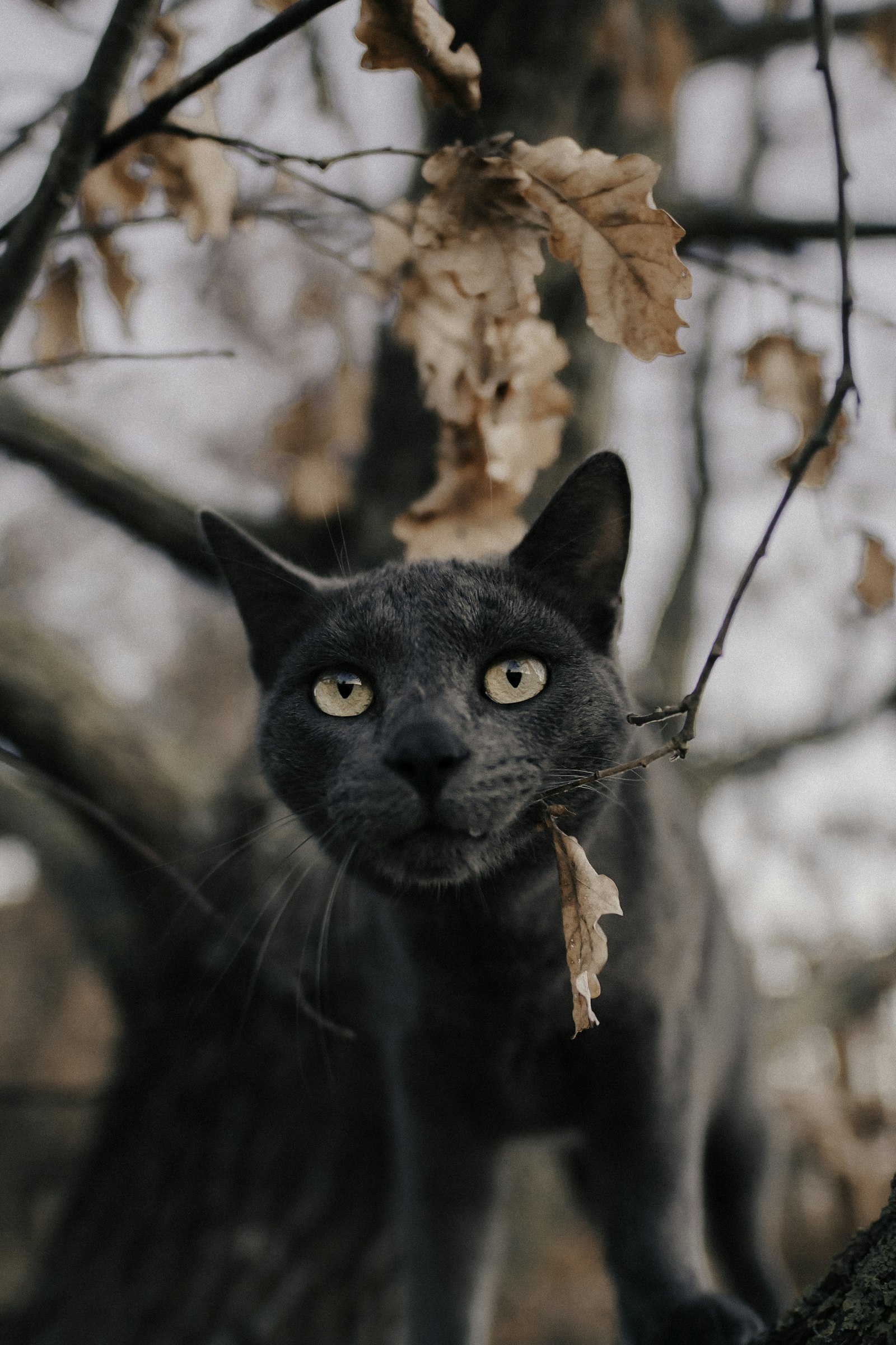 Sigma 20mm F1.4 DG HSM Art sample photo. Russian blue cat under photography