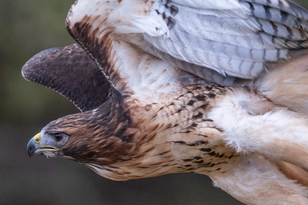 selective focus photography of eagle