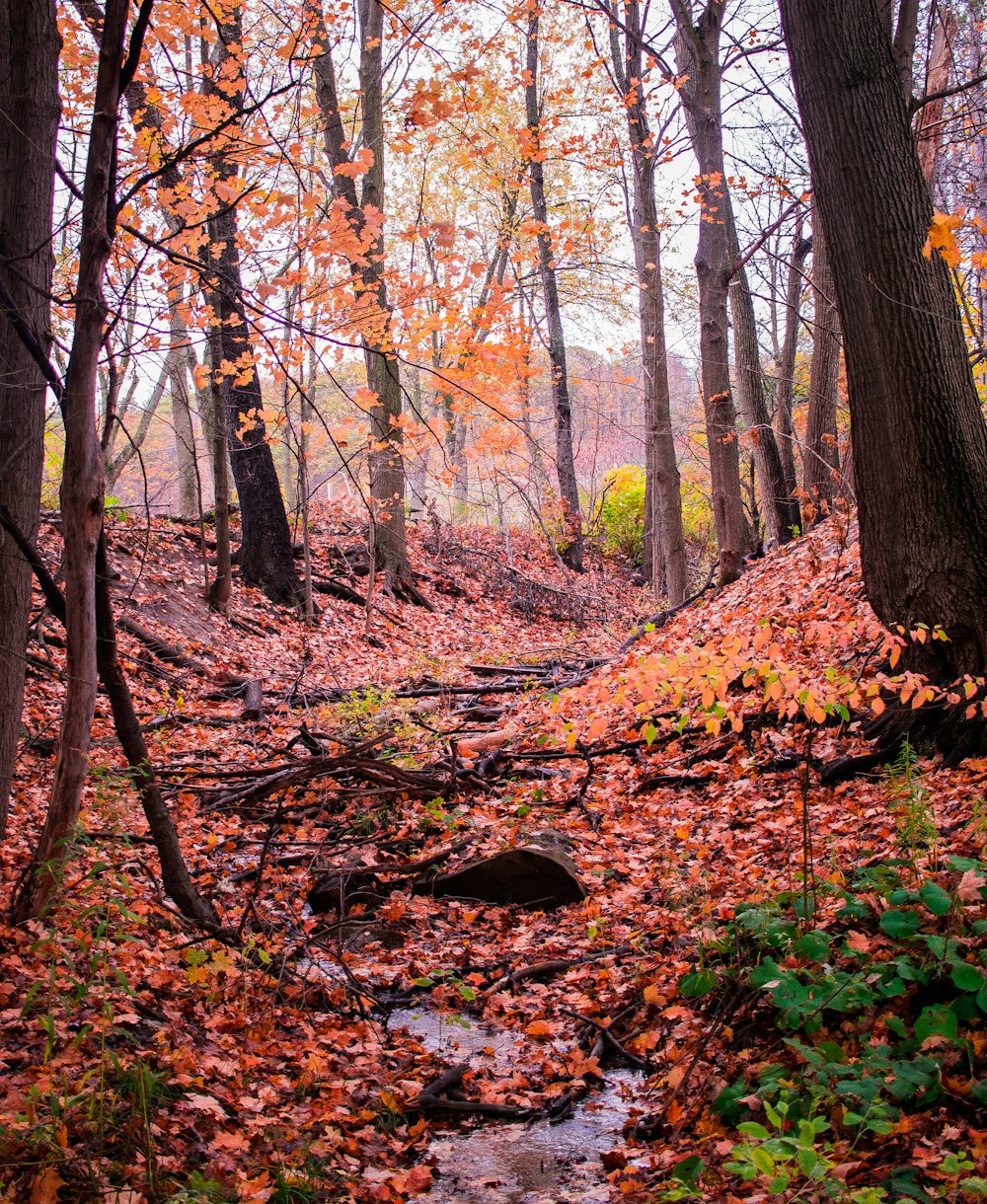 fallen leaves near body of water during daytime