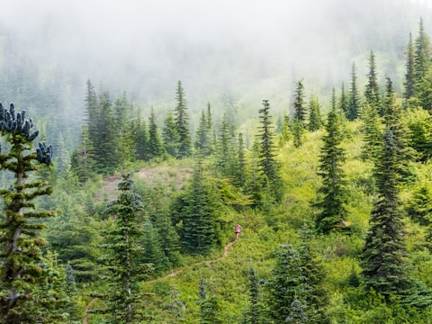 Adventure game landscape featuring a hero exploring a lush forest.