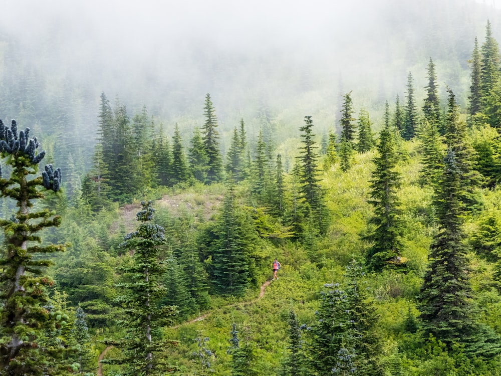 aerial view photography of person walking between pine trees