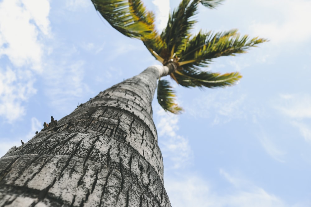 low angle photography of green coconut palm tree