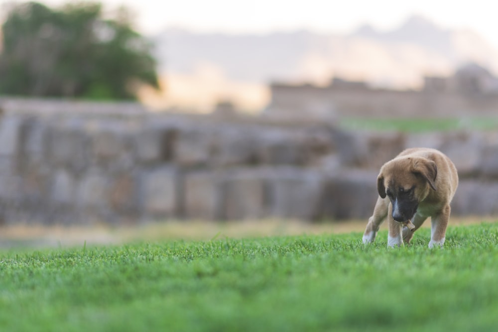 brown short coated puppy on green field during daytime