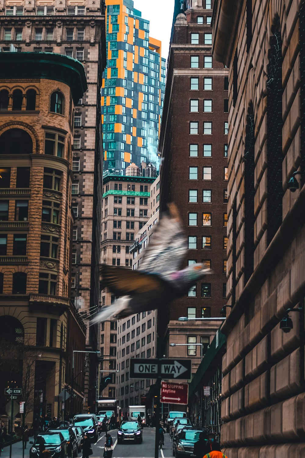 bird flying near the building