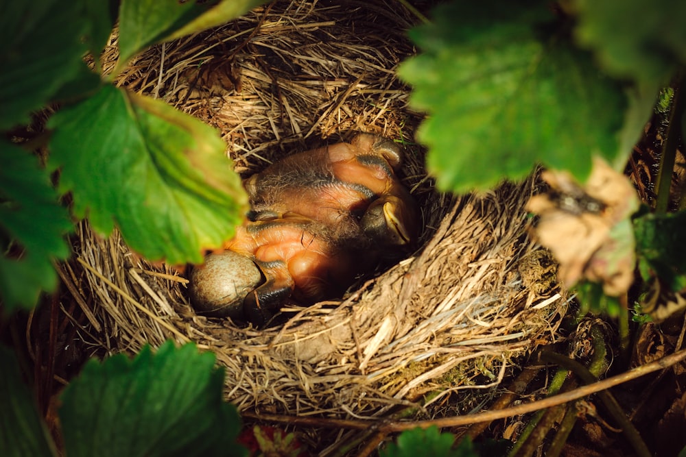 birds on nest during daytime