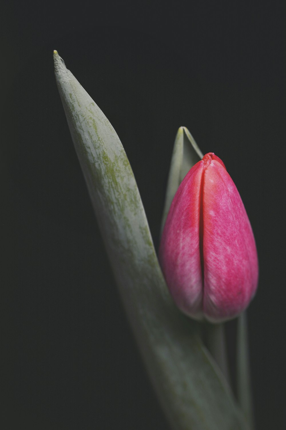 ピンクのチューリップの花