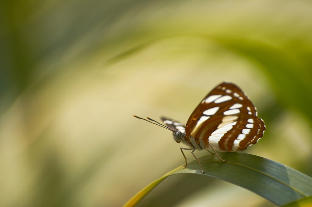 white and black butterfly