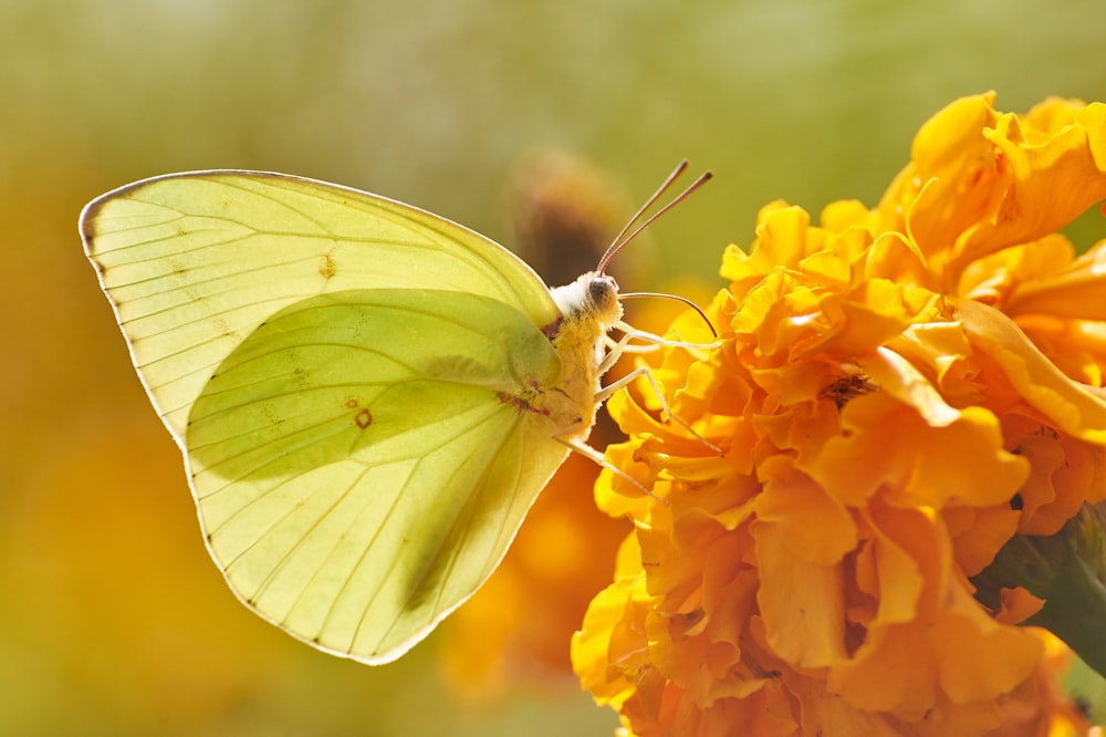 yellow sulfur butterfly perched on flower