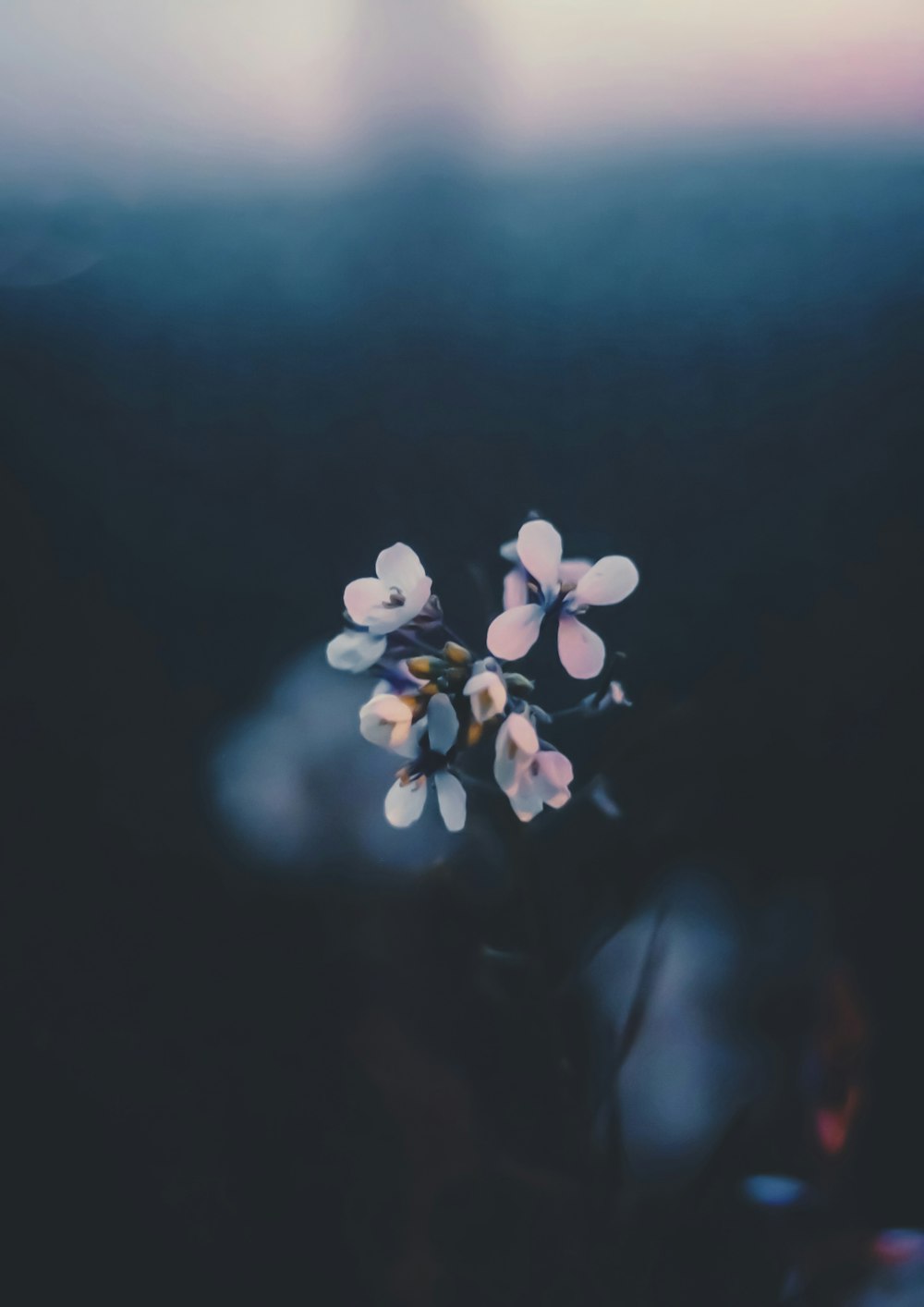 white petaled flowers