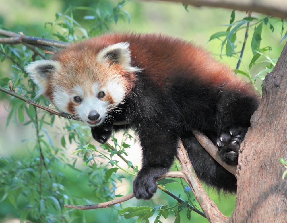 red panda climbing on tree