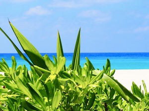 Terreno verde