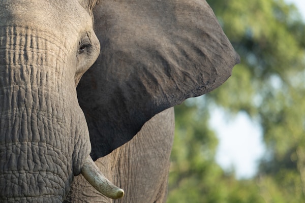 Safari in Sabi Sands Private Reserve