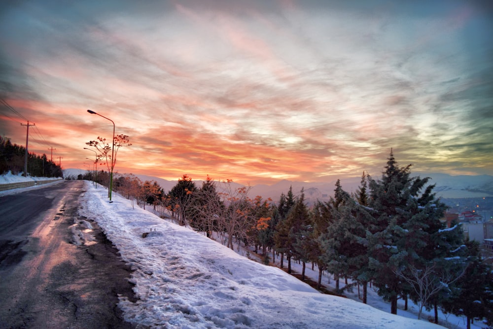 icy pathway with pine trees