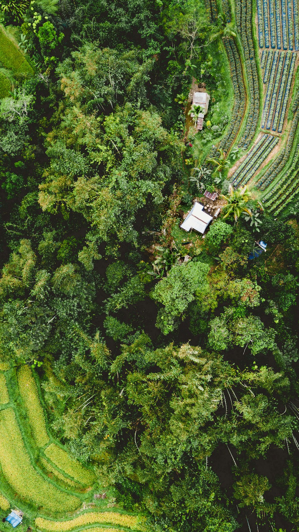 trees and house