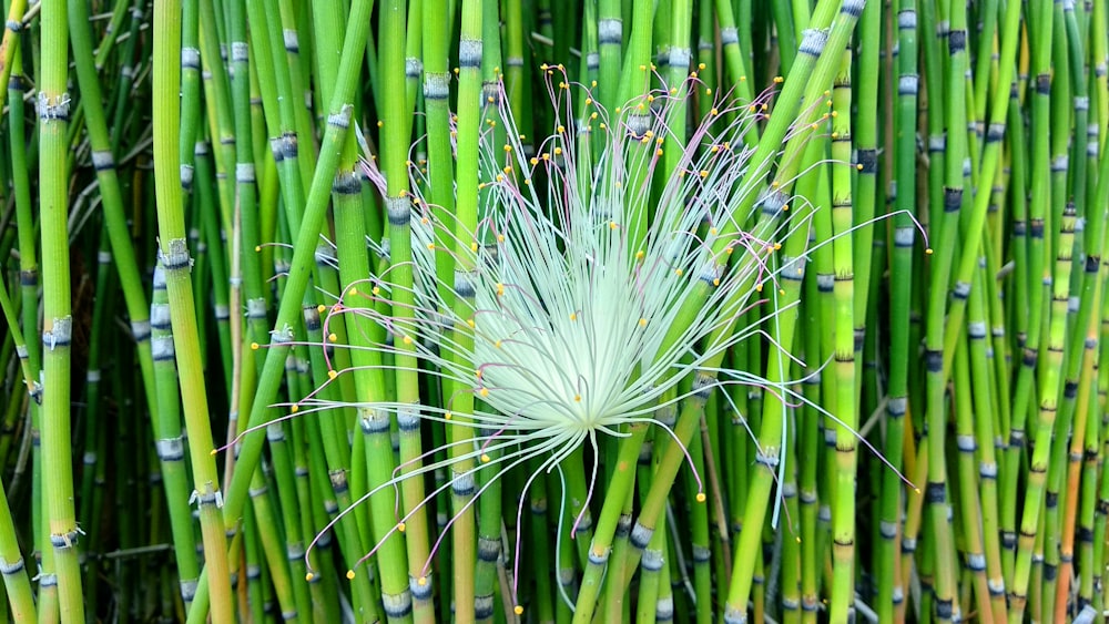 green bamboo tree during daytime