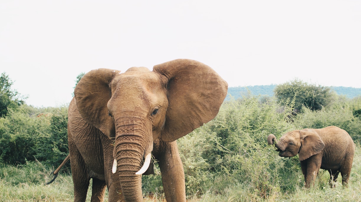 two brown elephant on forest