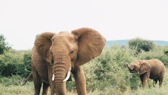 two brown elephant on forest