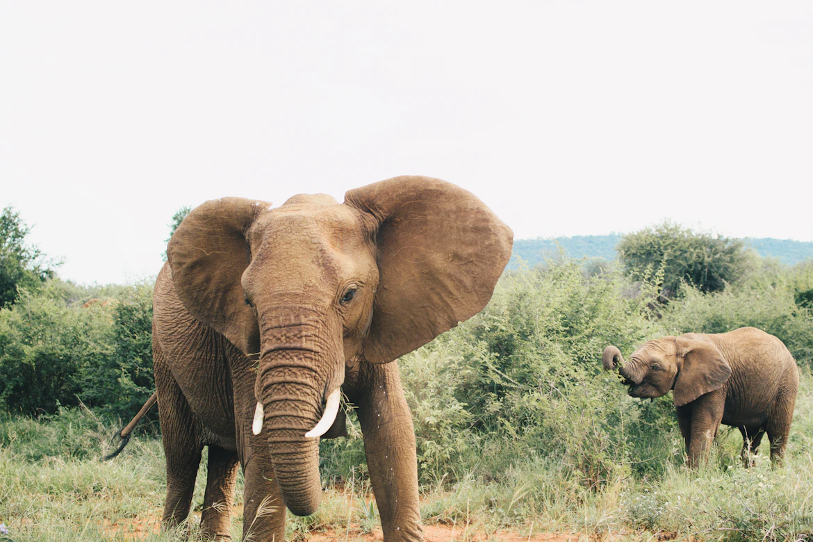 Majestic wildlife of South Africa