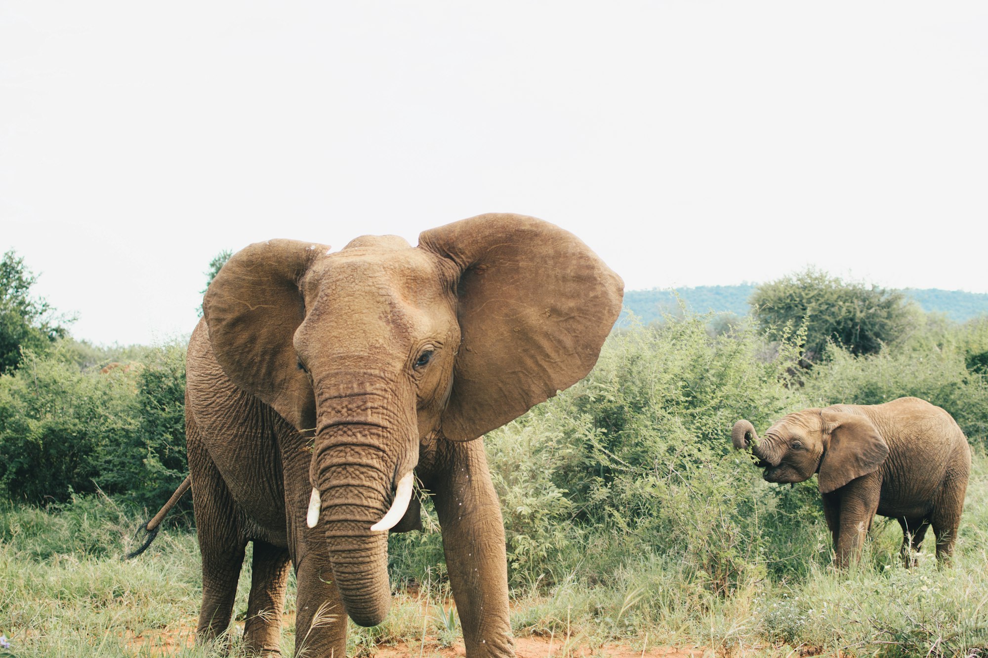 A photo of two elephants. One is facing the camera showing its tusk while the other is eating in the background