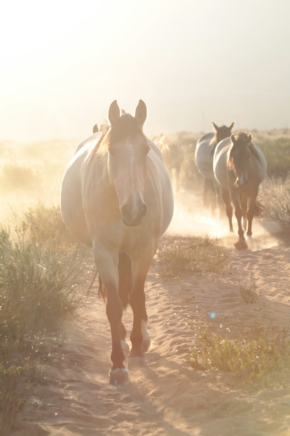 herd of horses on grass field