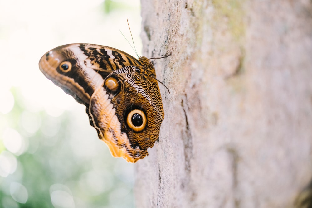 brown butterfly