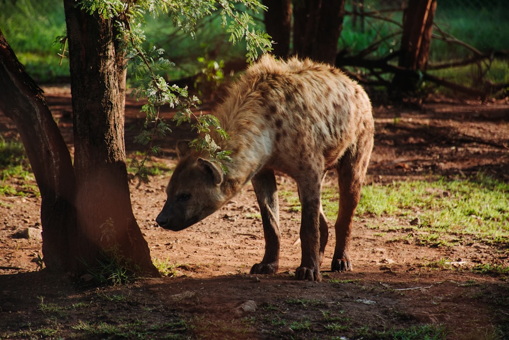 brown 4-legged animal beside brown tree