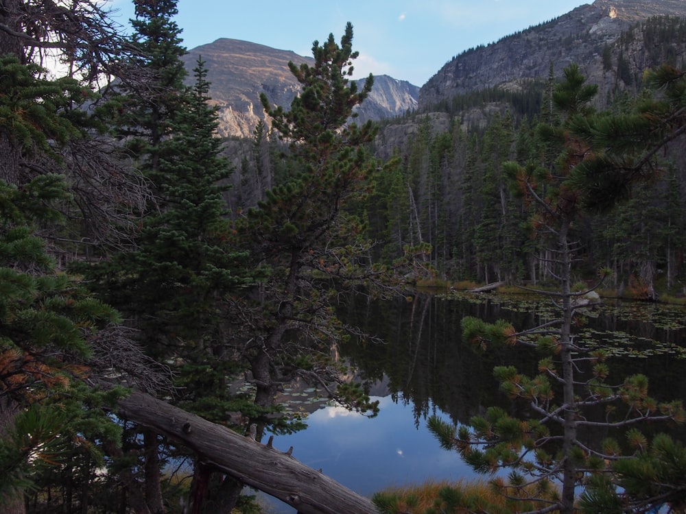 lagoon surrounded by trees during daytime