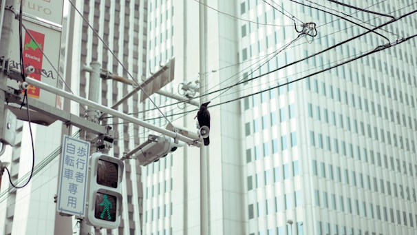 A street scene in an urban environment with tall buildings in the background. There are overhead wires and a traffic light showing a green pedestrian signal. A crow is perched on one of the wires near a surveillance camera.
