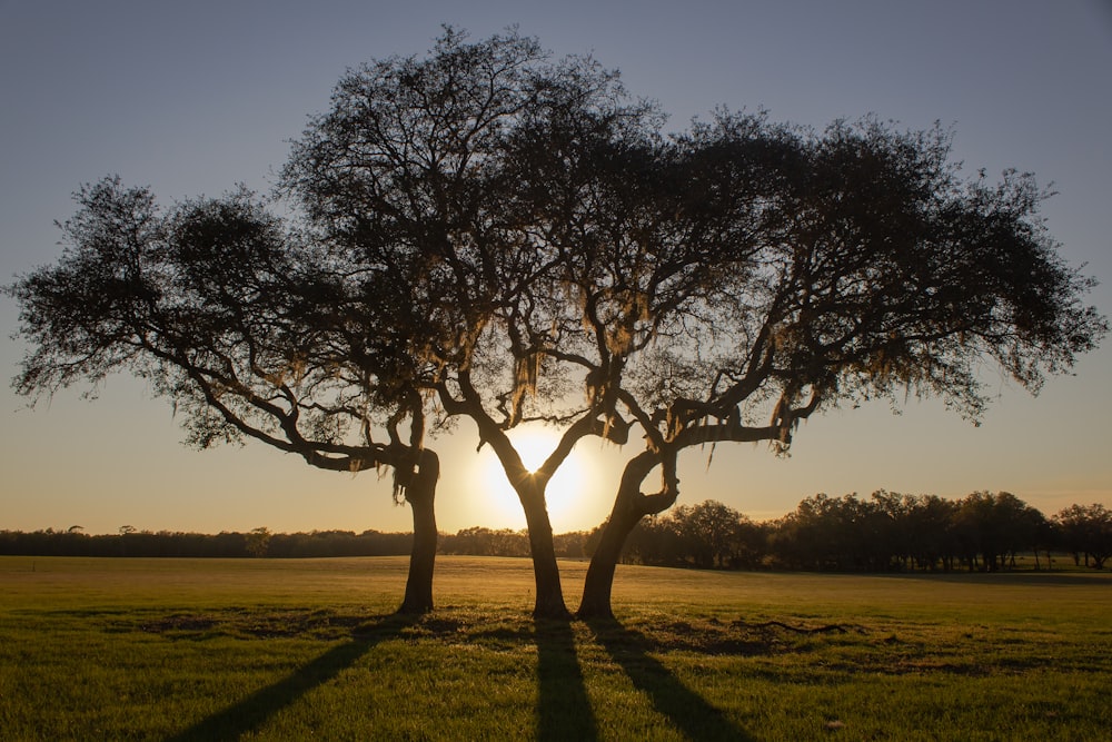 three tree during golden hour