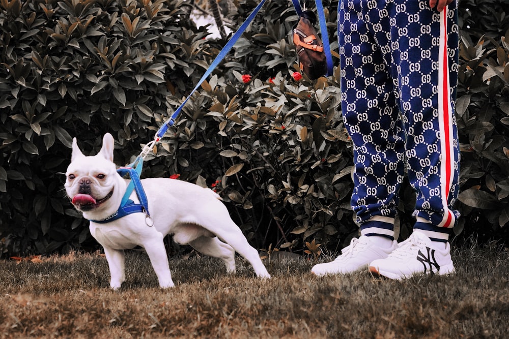 selective focus photography of white pug with body harness