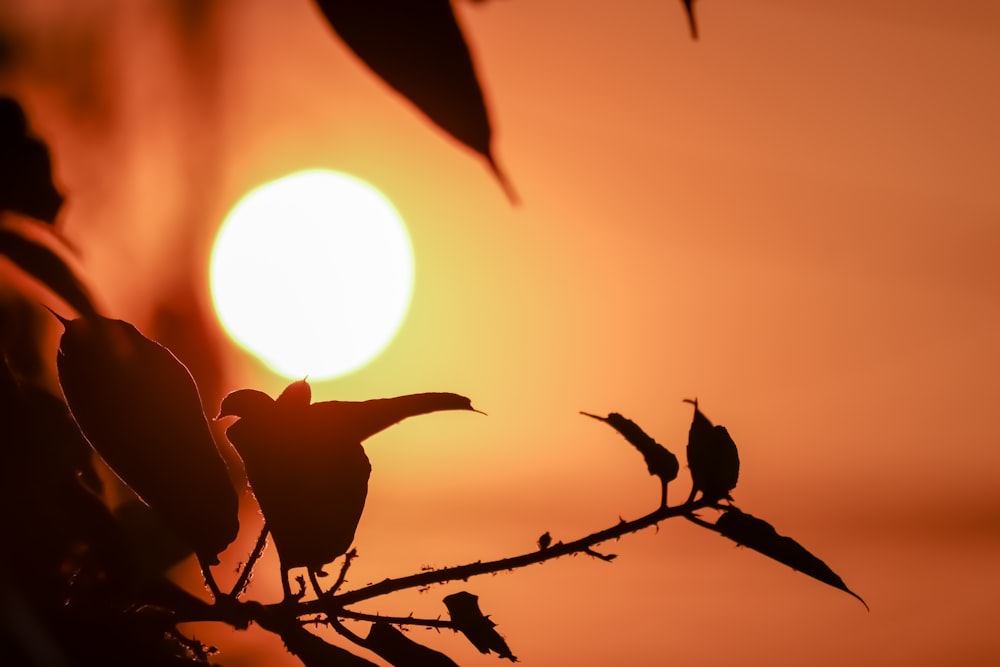 silhouette of leaves close-up photo