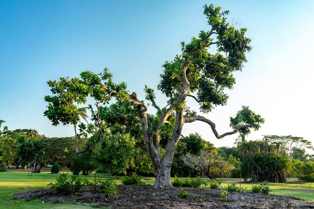 green tree photography