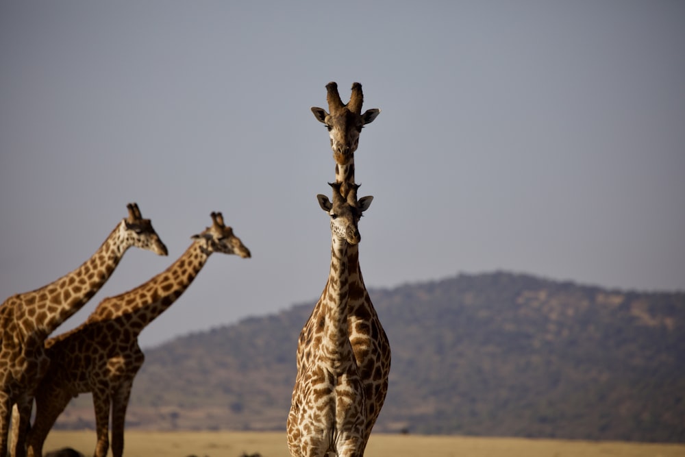 four brown giraffes standing