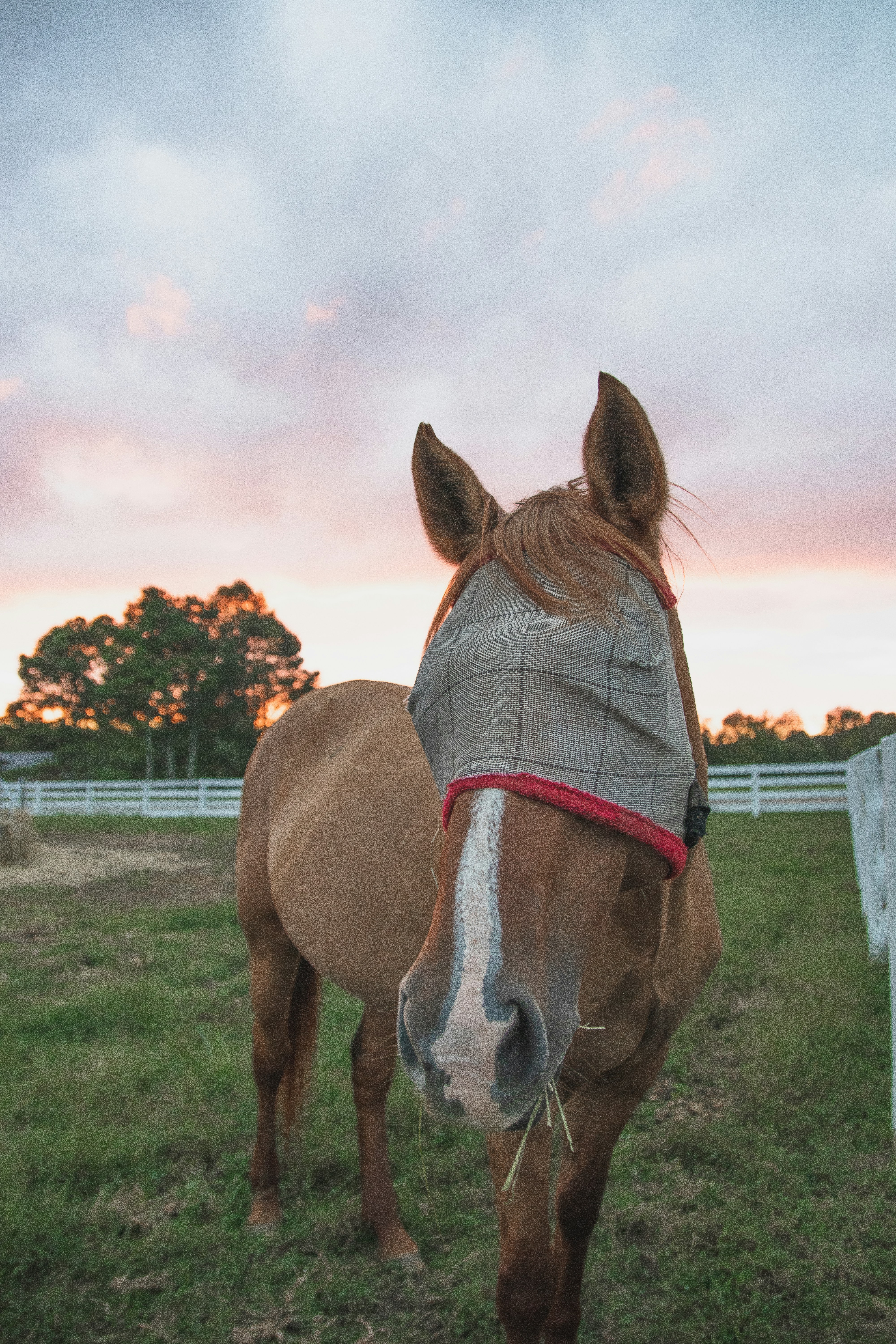 a horse wearing a blanket standing in a field
