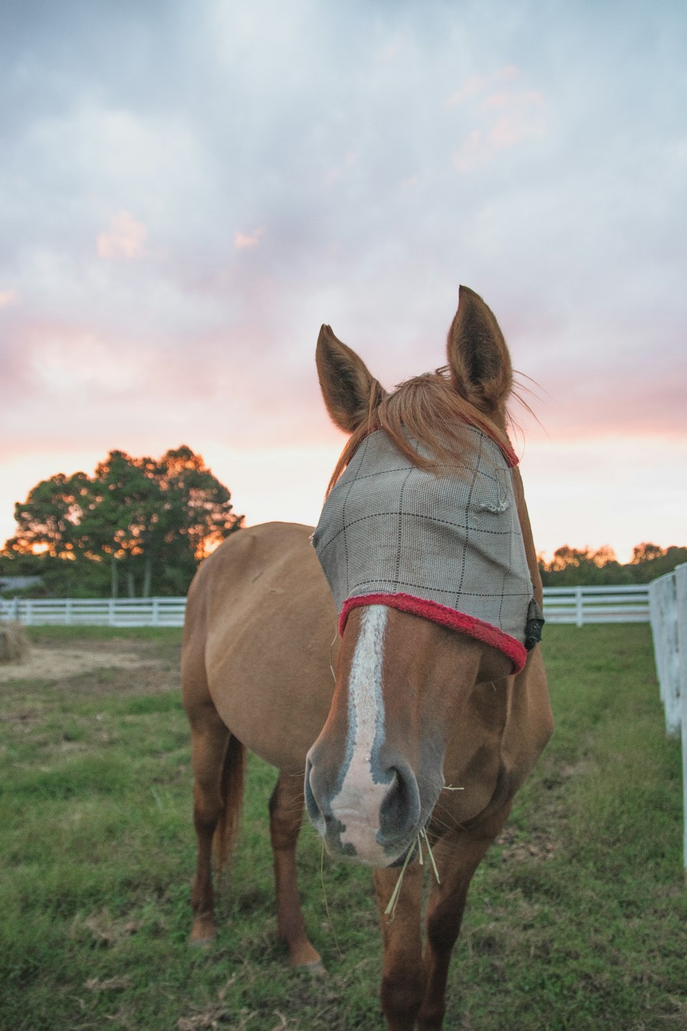 a horse wearing a blanket standing in a field