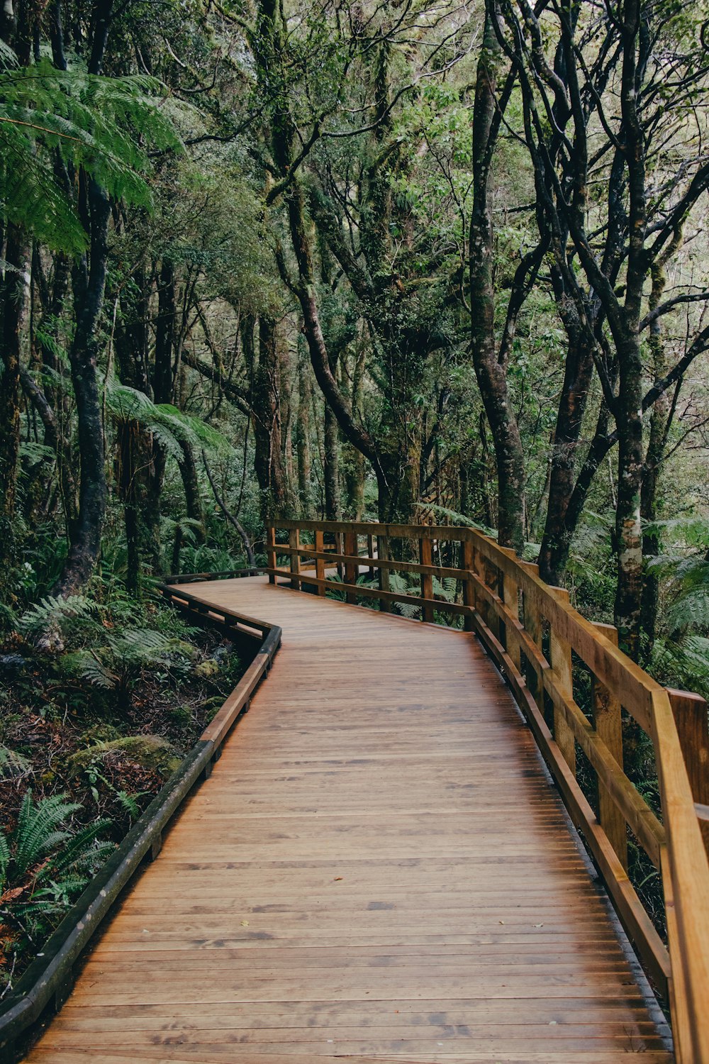 brown wooden dock