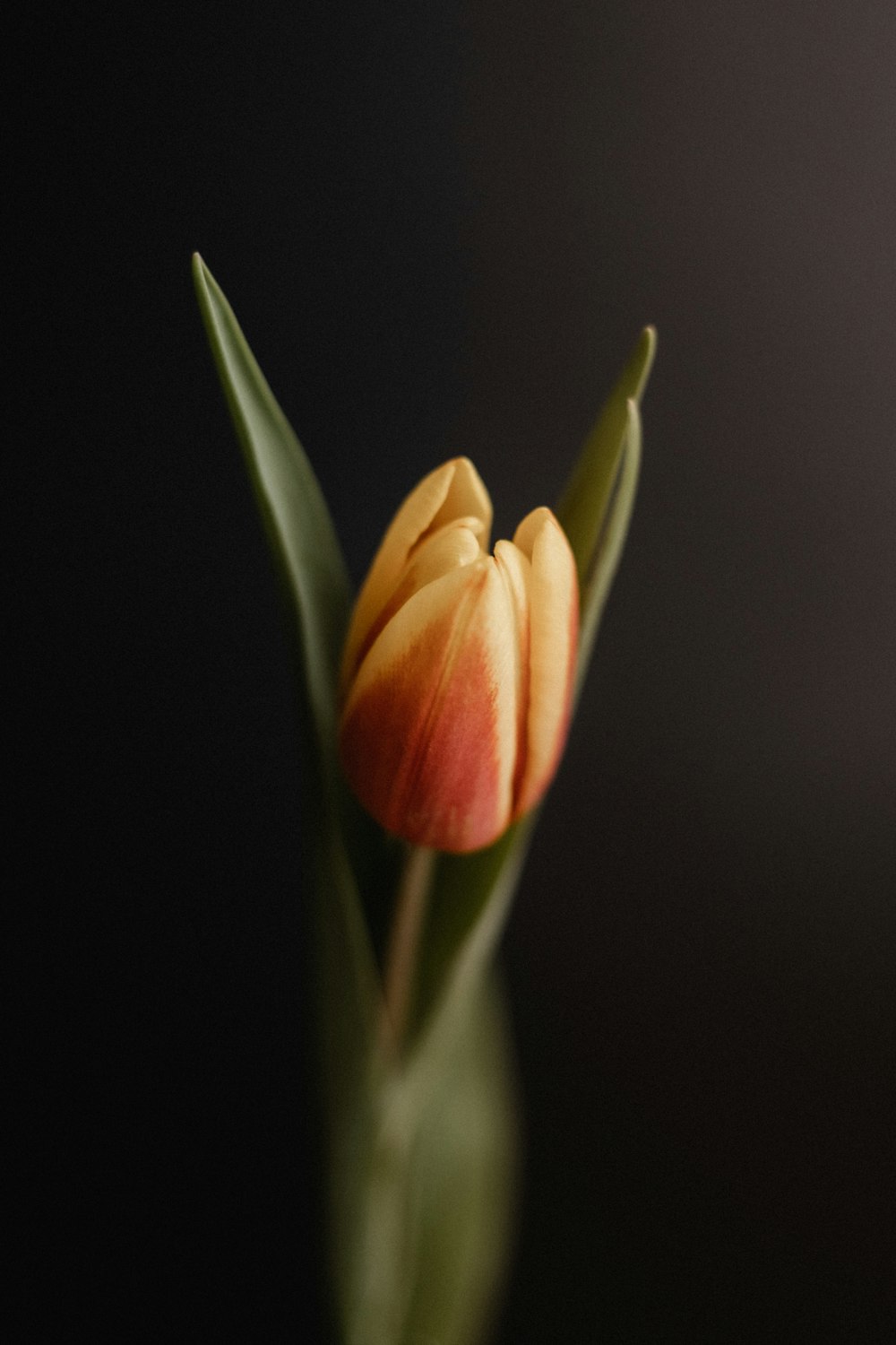 Gelbe und orangefarbene Tulpenblüte Foto