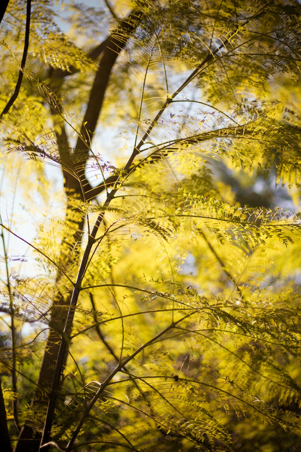 green-leafed tree