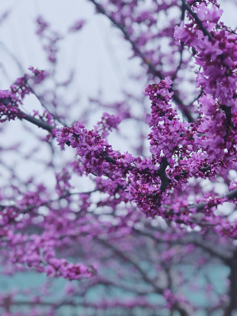 selective focus of pink blossom trees