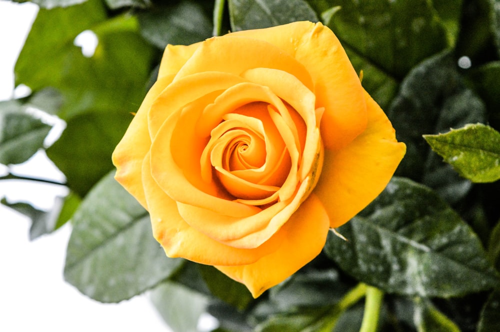 Photographie en gros plan de fleur de rose jaune