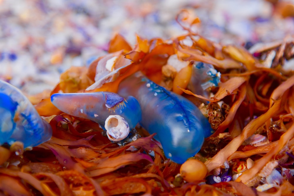 blue plastic bottle on the ground