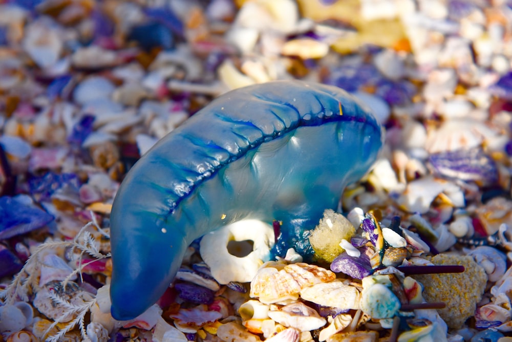 blue jellyfish